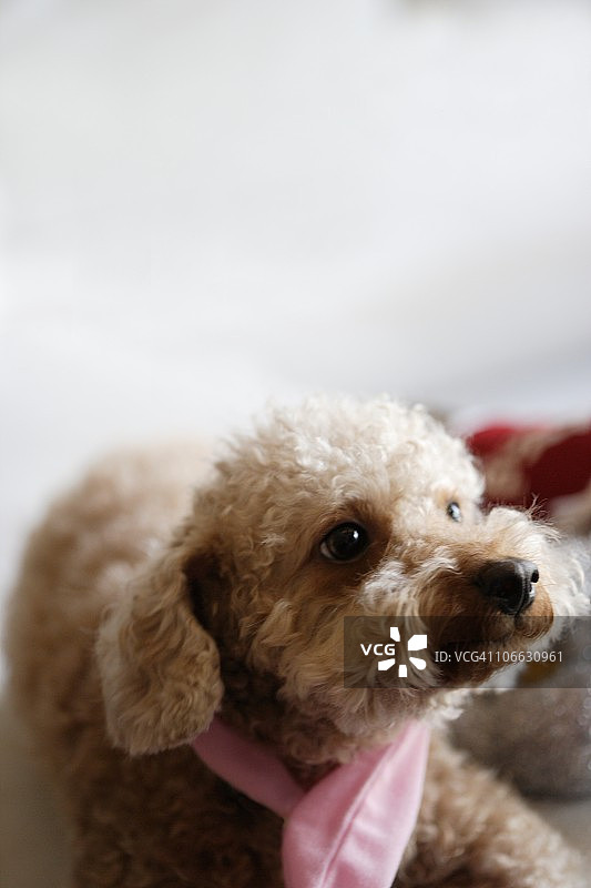 玩具贵宾犬特写图片素材