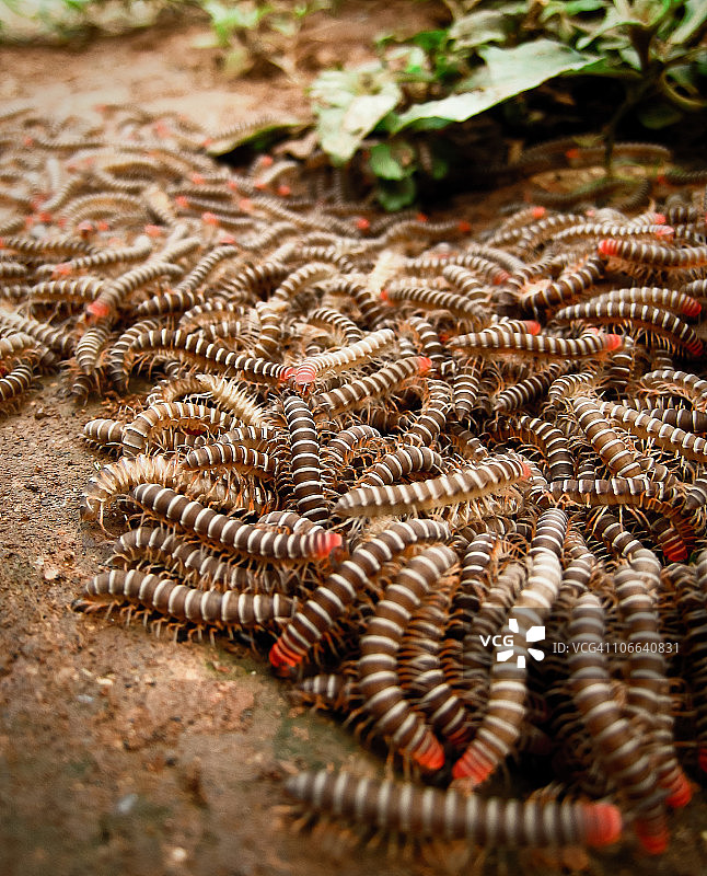 毛毛虫图片素材