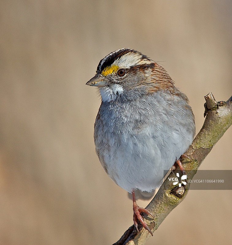 White-throated麻雀图片素材