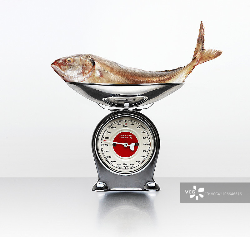 放在电子秤上的海鲈鱼图片素材