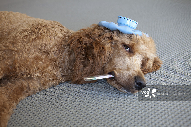 带有热水袋和温度计的病狗图片素材