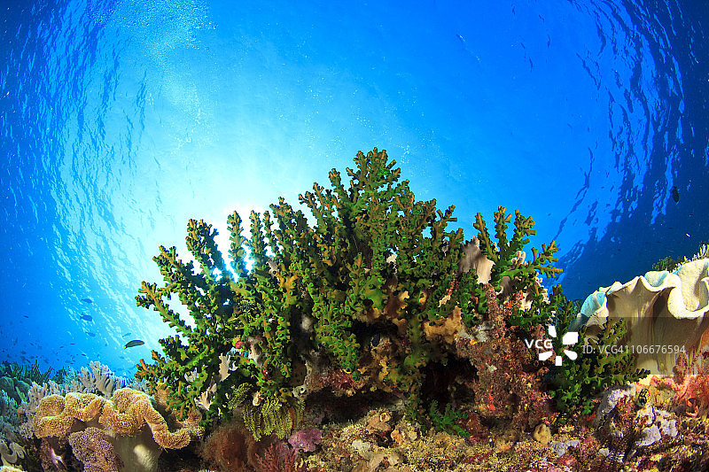 印尼班达海韦塔岛的树珊瑚和花鮨鱼图片素材