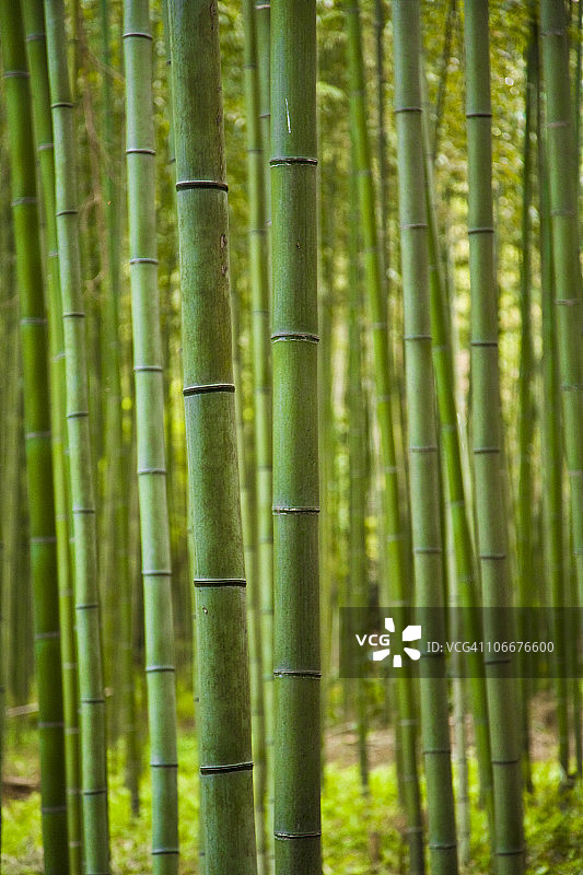 日本本州岛京都岚山区的竹林图片素材