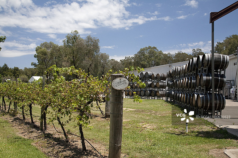 澳大利亚新南威尔士州猎人谷的赤霞珠葡萄藤和酒桶图片素材