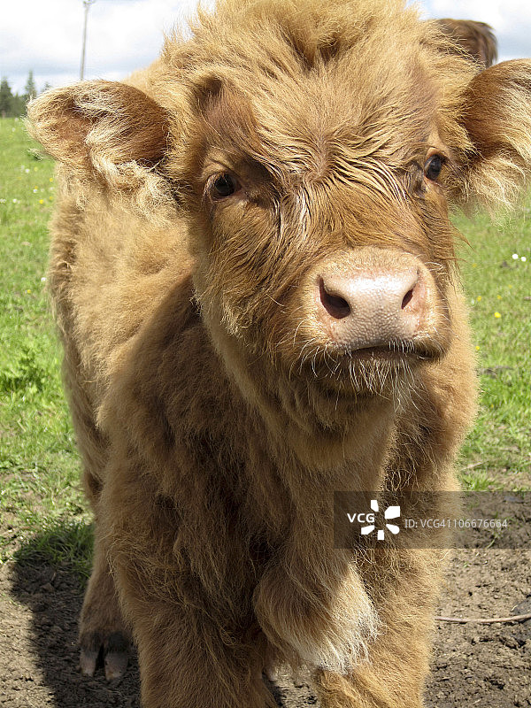 高地小牛，靠近英国苏格兰班夫郡达夫敦图片素材