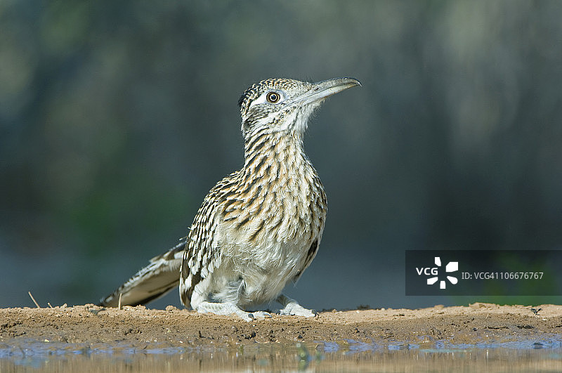走鹃（Geococcyx californianus），美国德克萨斯州图片素材