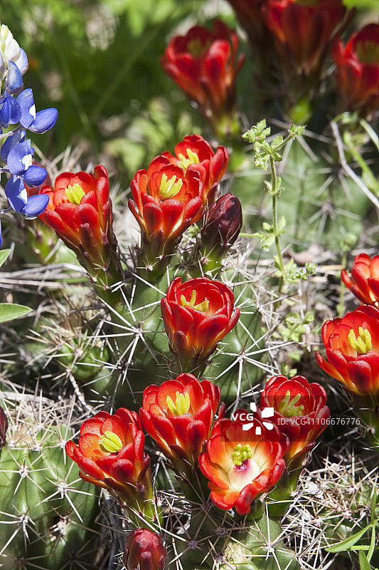 三刺筒仙人掌特写，美国德克萨斯州图片素材