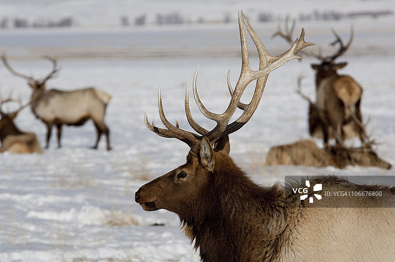 雄性马鹿图片素材