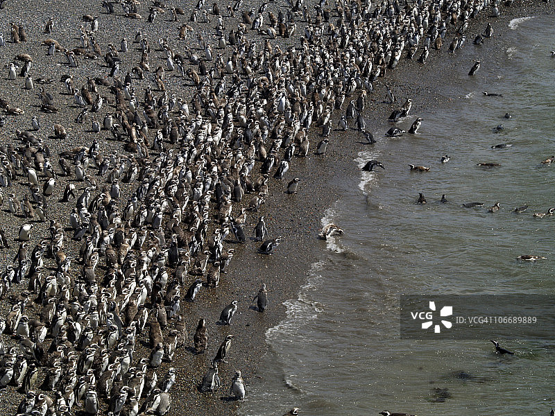 阿根廷蓬塔通博的麦哲伦企鹅群图片素材