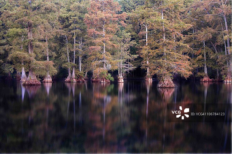 水中树木图片素材