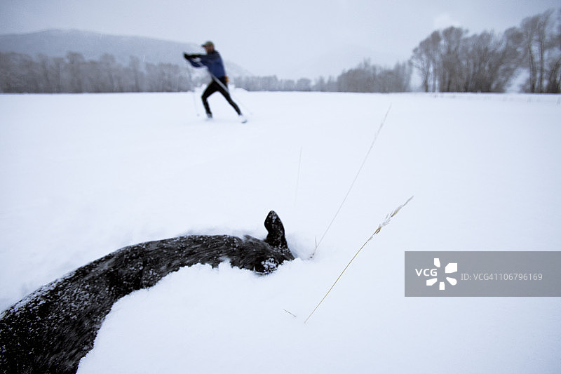 男子滑雪，他的狗在雪地里玩耍图片素材