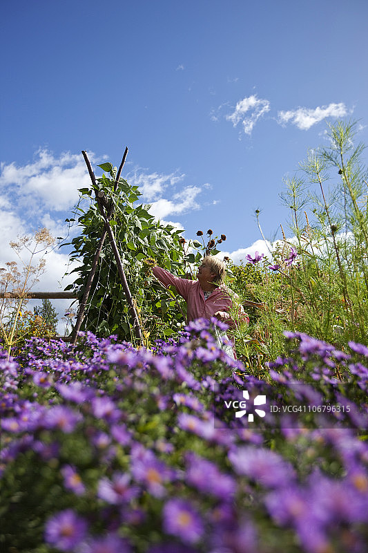 退休妇女在爱达荷州美丽的有机花园里摘豆子图片素材