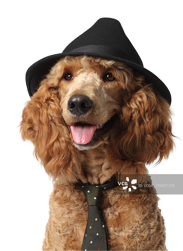 戴帽子和领带的金色贵宾犬图片素材