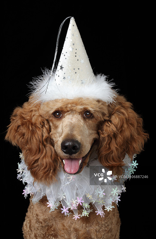 戴白色小丑服的金毛贵宾犬图片素材