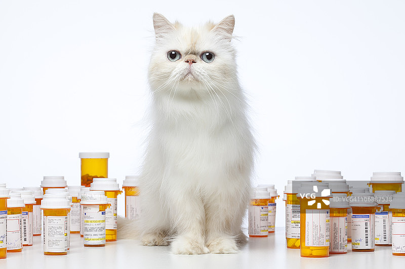 波斯猫与处方药瓶坐在一起图片素材