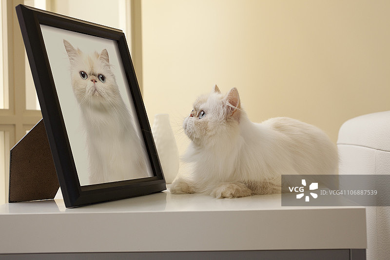 波斯小猫观看猫咪画像图片素材