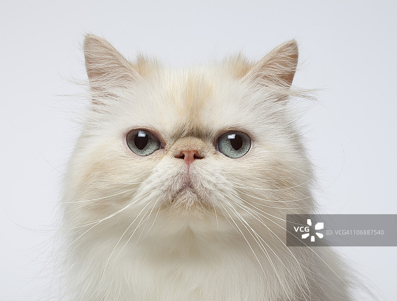 波斯猫肖像特写图片素材