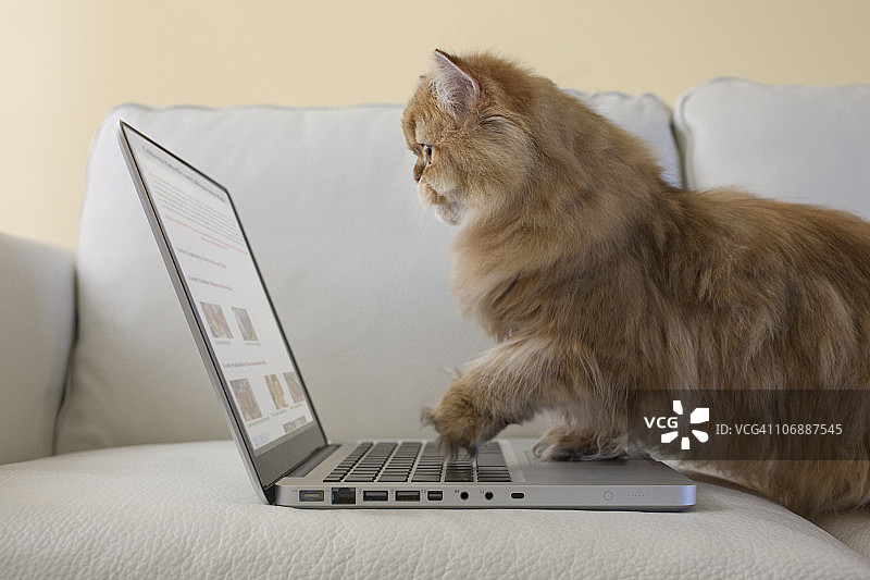 使用笔记本电脑的波斯猫图片素材