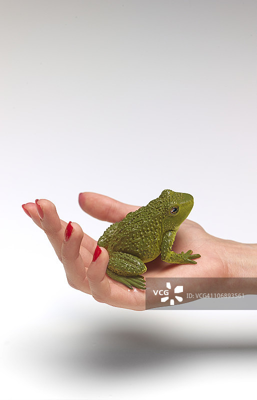 手掌中的青蛙图片素材