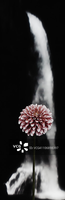 墙前的花朵图片素材