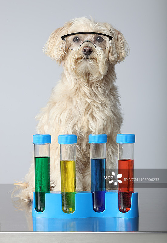 带有化学装置的马尔济斯贵宾犬图片素材