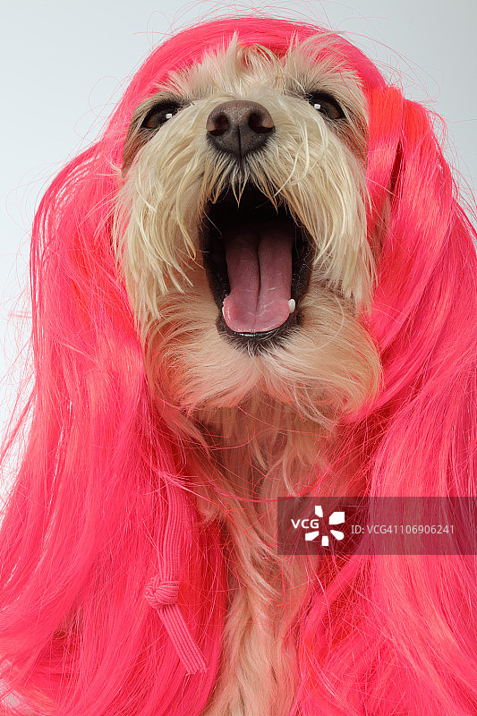 戴粉色假发的微笑马尔济斯贵宾犬图片素材