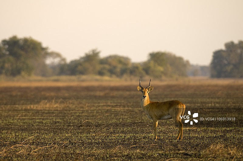 普库羚羊，赞比亚卡富埃国家公园布桑加平原图片素材