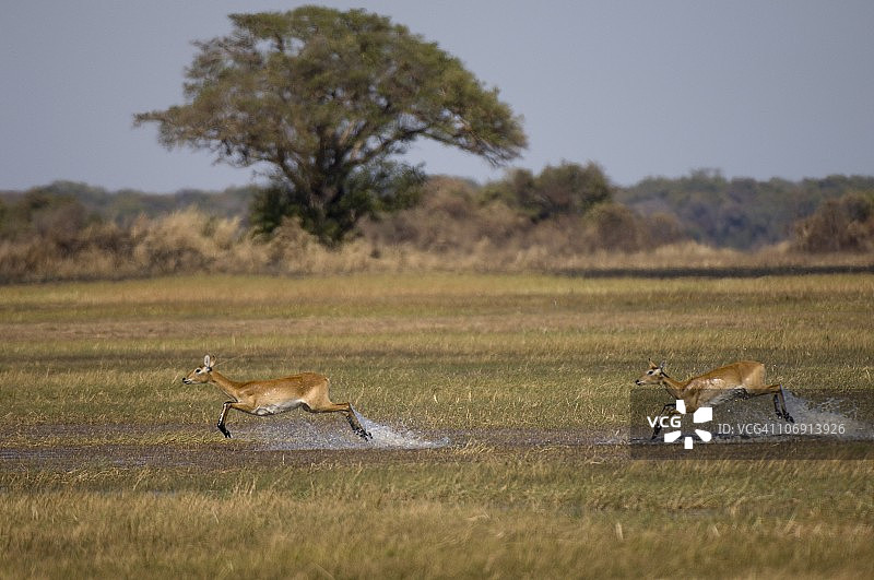 普库羚羊，赞比亚卡富埃国家公园布桑加平原图片素材