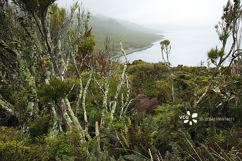 亚南极坎贝尔岛极地地区植物群图片素材