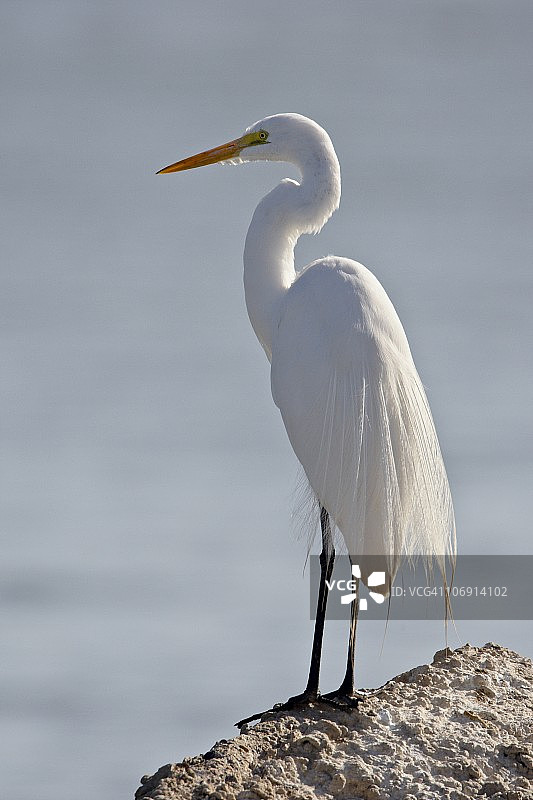 繁殖羽大白鹭，索尼·波诺索尔顿海国家野生动物保护区，美国加利福尼亚州图片素材