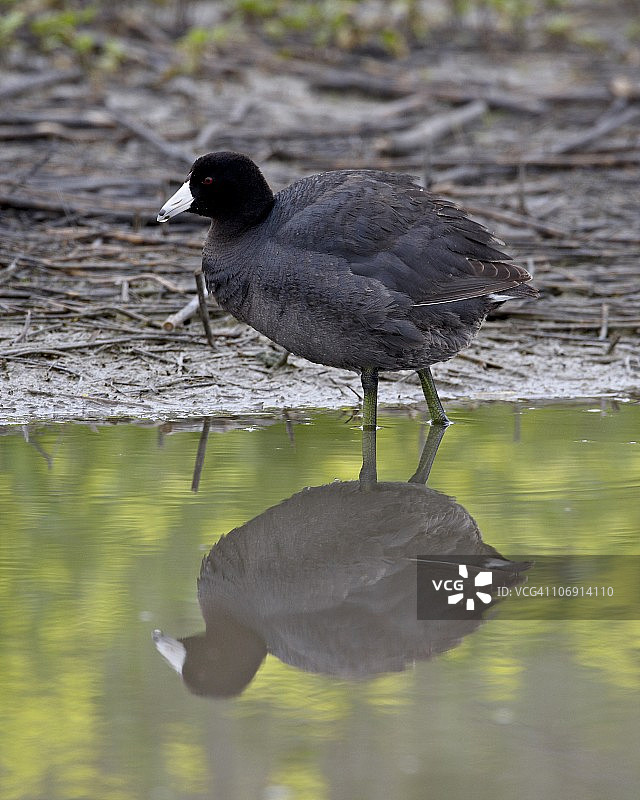 美洲骨顶鸡，圣哈辛托野生动物区，美国加利福尼亚州图片素材