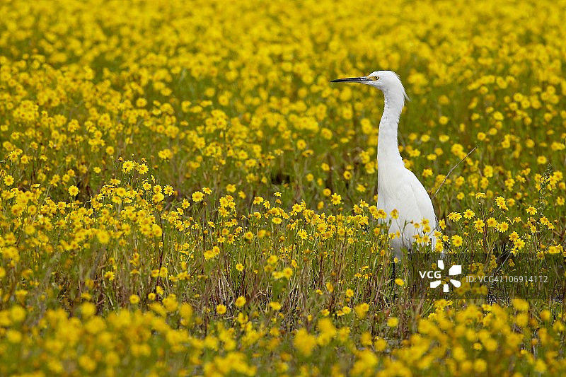 雪鹭（Egretta thula）在金盏花丛中，圣哈辛托野生动物区，美国加利福尼亚州，北美洲图片素材