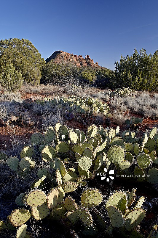 仙人掌和鸡冠石，可可尼诺国家森林，美国亚利桑那州图片素材