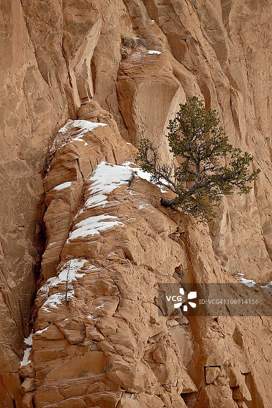 美国新墨西哥州卡森国家森林回声剧场附近的悬崖边上的孤松图片素材