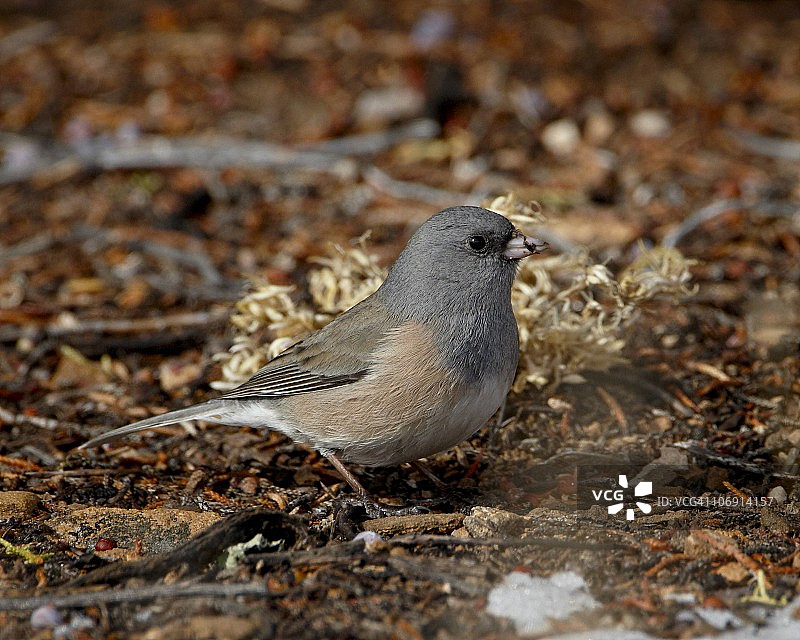 粉红侧黑眼灯草鹀，美国新墨西哥州阿比丘湖图片素材