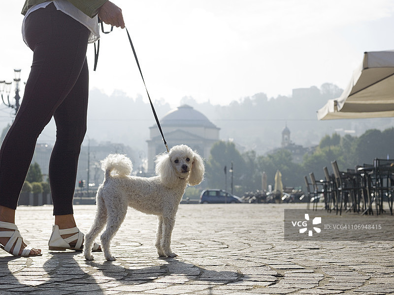 女人在鹅卵石广场上遛贵宾犬图片素材