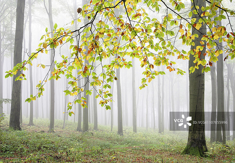 秋天的山毛榉树图片素材