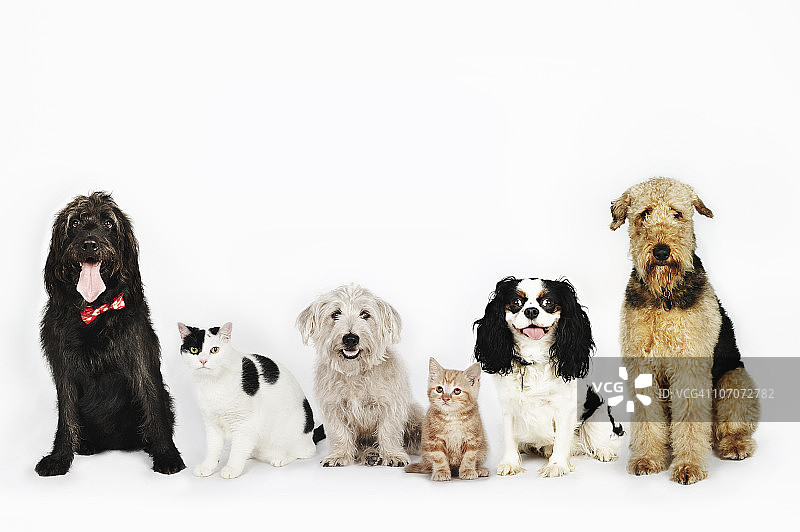 猫和狗一起坐着的画像图片素材