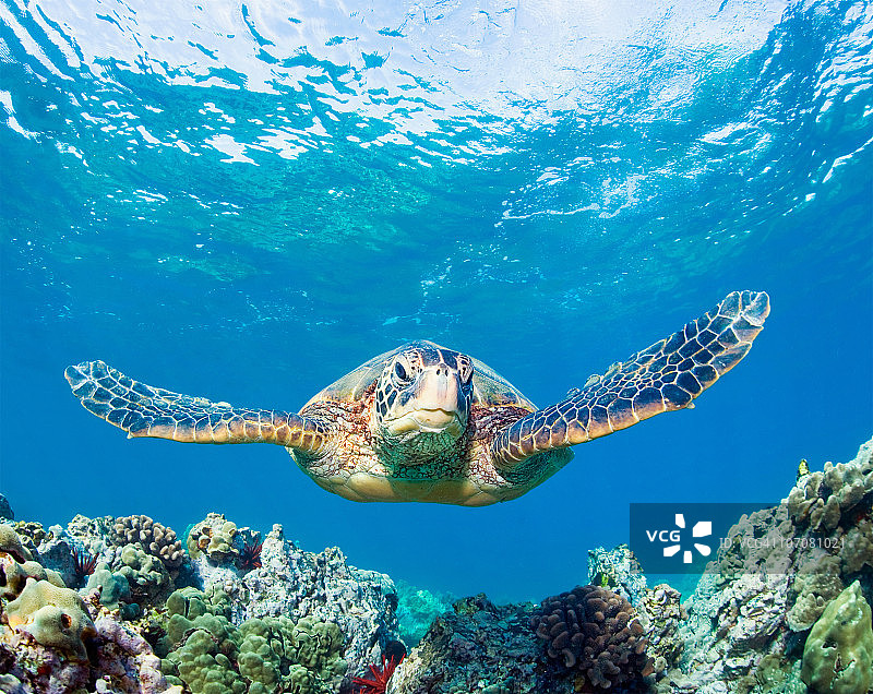 海龟珊瑚图片素材
