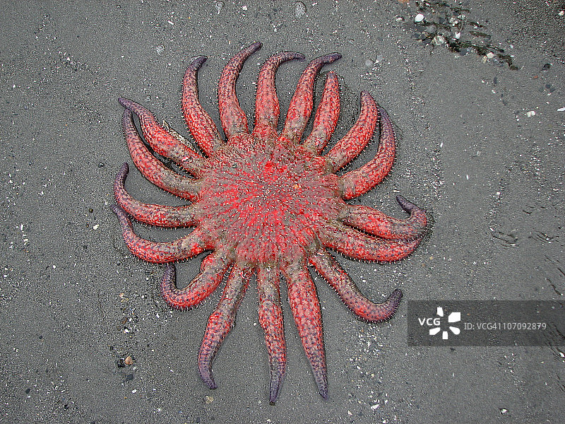 向日葵海星图片素材