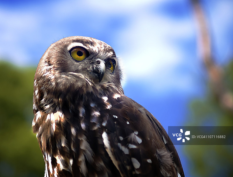 鸮鸟图片素材