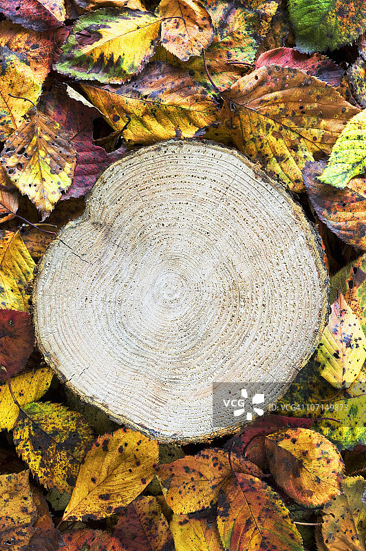 树桩和秋天的樱桃树叶图片素材