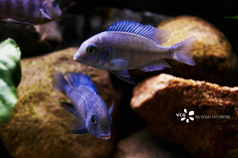 鱼在水族馆图片素材
