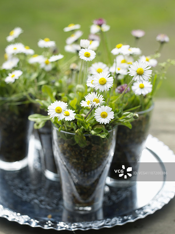 玻璃杯中的雏菊花朵特写图片素材