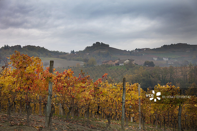 巴罗洛葡萄采摘图片素材
