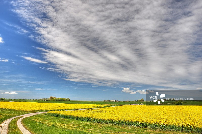 充满绿色能量的黄色花朵图片素材