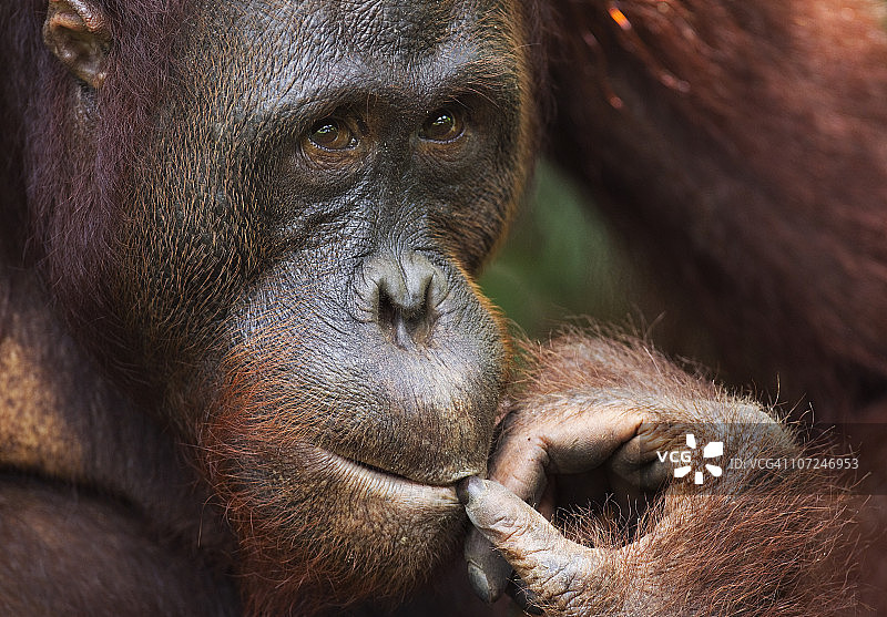 婆罗洲猩猩亚成年雄性头部特写图片素材