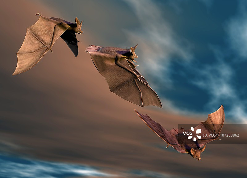 飞行中的蝙蝠，艺术作品图片素材
