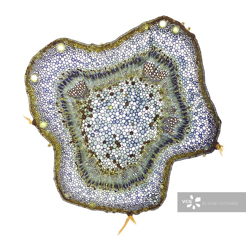 棉花茎的显微照片图片素材