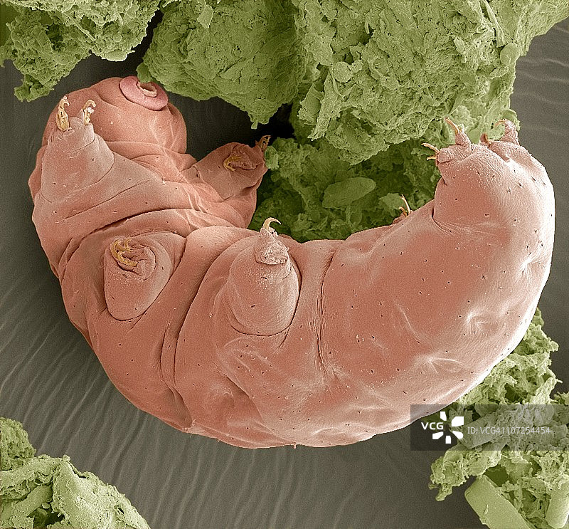 水熊虫扫描电镜图图片素材